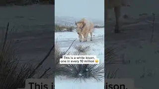 The Rare White Bison of #yellowstone #wildlife #shorts #shortvideo #youtubeshorts