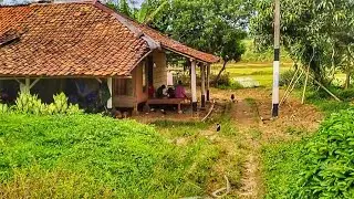 Suasana pelosok pedesaan di kabUpaten Lebak Banten sejuk dan Adem bikin Betah warganya Ramah