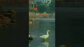 Taudaha lake ☺️#peaceful vibes ani hajur haru lai fish manperxa vane please do visit this place 🥰
