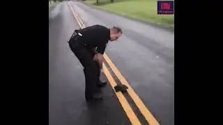 A Quick Turtle That Escapes Police Chase!