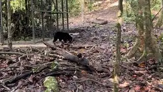 Sun bear Tenom's first walk in the forest of Tabin Wildlife Reserve