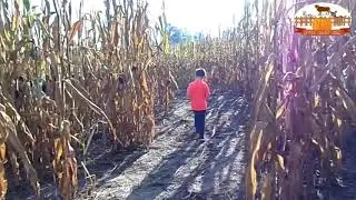 Through the Corn Maze at the Upton Family Farm