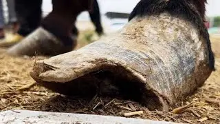 裹蹄让驴一步一拐，师傅都没想到毛驴裹蹄这么严重！一道切下瞬间满血复活！【农村张卜】