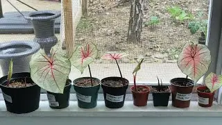 Plant Room Tour| Hardening Off Plants| Caladium Tubers| The Thrifted Planter