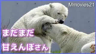 赤ちゃんの時と同じ行動をするリラ　Polar Bear mom & daughter