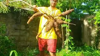 Harvesting Cassava! | Gardening in Trinidad and Tobago