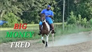 Big Money Fred Riding His Spotted Tennessee Walking Horse