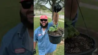 Выращивайте клубнику в подвесных корзинах в 2024 году! #texasgarden #садоводство #texasgardeners