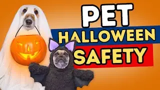 Keep Pets Safe on Halloween: 7 Must-Know Rules