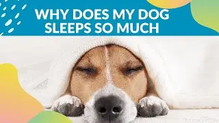 Why Does My Dog Sleep So Much?