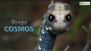 Oruga 