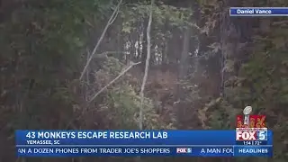43 monkeys remain on the run from S.C. lab.