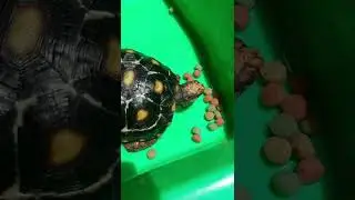 Cherry head marble rakus #cherryhead #tortoise #mukbang #viral