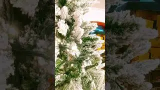 Christmas Trees || Goa