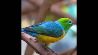 Blue Naped Chlorophonia. #burung #birds #bird