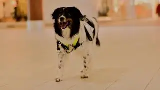Strat's Song | Service Dog Strat and Ernie