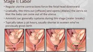 2020 HSB Lecture 17a   Birth Intro, Stage 1  Labor