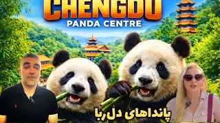 A Day with China’s Cutest –Chengdu Panda Centre
