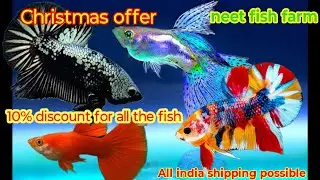 Neet fish farm /Christmas offer / 10%discount for all the fish / delivery available 