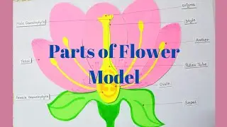 Parts of Flower Model/Model for Students/Science Project