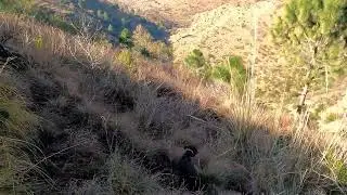 Hill Hunting black partridge season 22/23