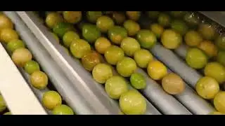 Reemoon 6 Lane Lemon Sorting Line