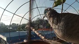 merbuk kampung - minggu ni bawa Lebat jalan2 pusing makan agin