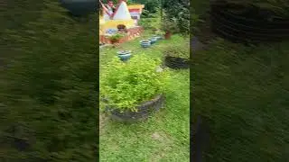 macari