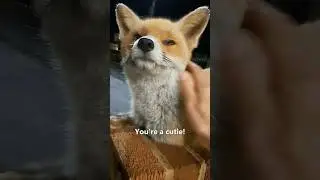 Дикие лисы навещают ее 😍