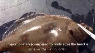 How to identify Plaice (Pleuronectes platessa)