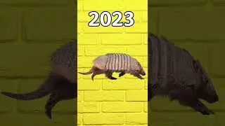 2023 Armadillo vs 5000 bce Armadillo