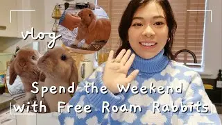 What A Weekend With Free Roam Rabbits It's Like  - Last Bunny Vlog Of 2022