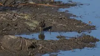 North American Wilson's Snipe feeds in the small canals dug by Beavers on a northern USA Beaver pond