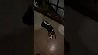 Beagle male puppy with Kci heavy size 1st vaccine completed.. 9600230043