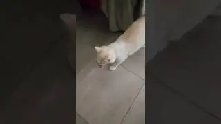 My cat behaves like a dog    #shorts #mycatregion #catbehavior