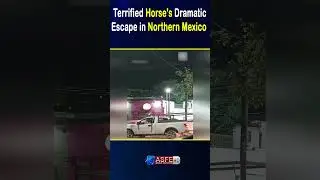 Terrified Horse's Dramatic Escape in Northern Mexico  || ASFE WORLD TV #horse #escape #maxico