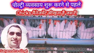 Layer या broiler मुर्गी पालन पहले सीखें फिर start करें #layer chicks मैनेजमेंट#start now poultryfarm