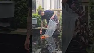 delivering some beautiful koi , #koi #koicarp #koipondbuild #gardenpond #koicollection