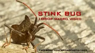 Stink bug (macro video 1080p) / Blakė (makro video 1080p)