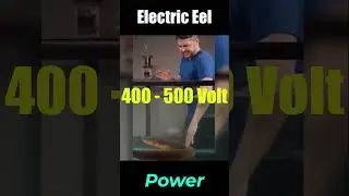 Electric Eel Short Music Video By BD-Studio I Power Of Electric Eel Fish I Awesome Creation Of God