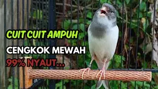 KENARI GACOR  Cuit CUIT BIRAHI SUARA Kenari MASTERAN TERBAIK UNTUK PANCINGAN & MASTERAN Kenari PAUD