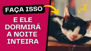 Como Fazer Seu Gato Dormir a Noite Toda Com Esses 4 Passos Simples  😴😺