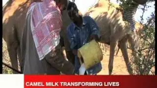 Camel Milk in Isiolo, Kenya