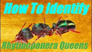 How To Identify Rhytidoponera Queens! | Short Tutorial Presented By Ant Co