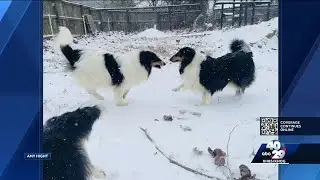 Photos from the January 2025 snow in Arkansas