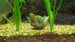 Betta patoti spawning!! Mouthbrooding Betta species