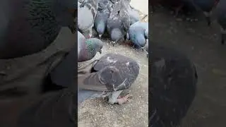 I compassion and rescue love birds #birds #pigeons #beautiful #compassion #rescue ep7