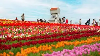 🌷 TULLEYS TULIP FEST 2025 – A Magical Spring Wonderland near London! 🌷 #tulipgarden