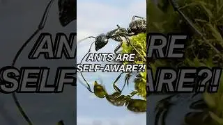 Self-Aware Ants