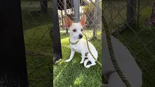 НОВИНКА A5729106 Chofies | Чихуахуа